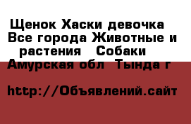 Щенок Хаски девочка - Все города Животные и растения » Собаки   . Амурская обл.,Тында г.